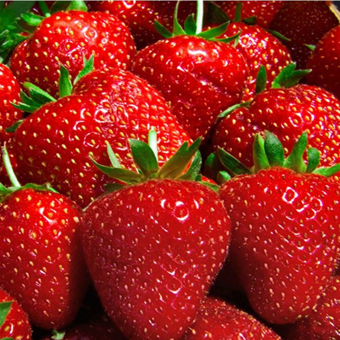 Земляника Эльсанта